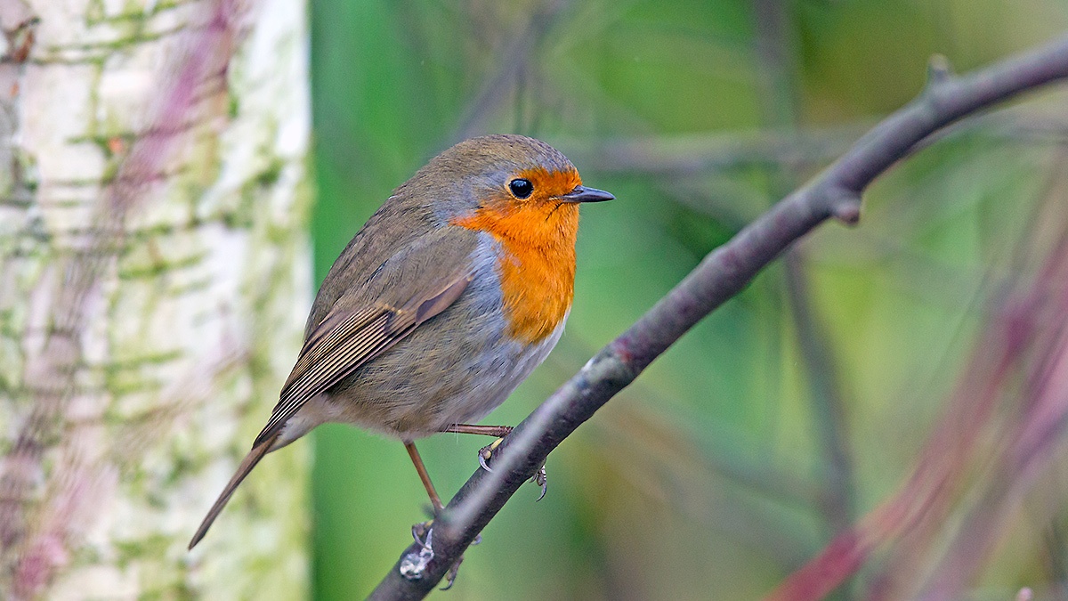 European Robin [Erithacus rubecula melophilus]