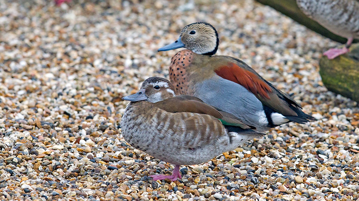 Ringed Teal [Callonetta leucophrys]