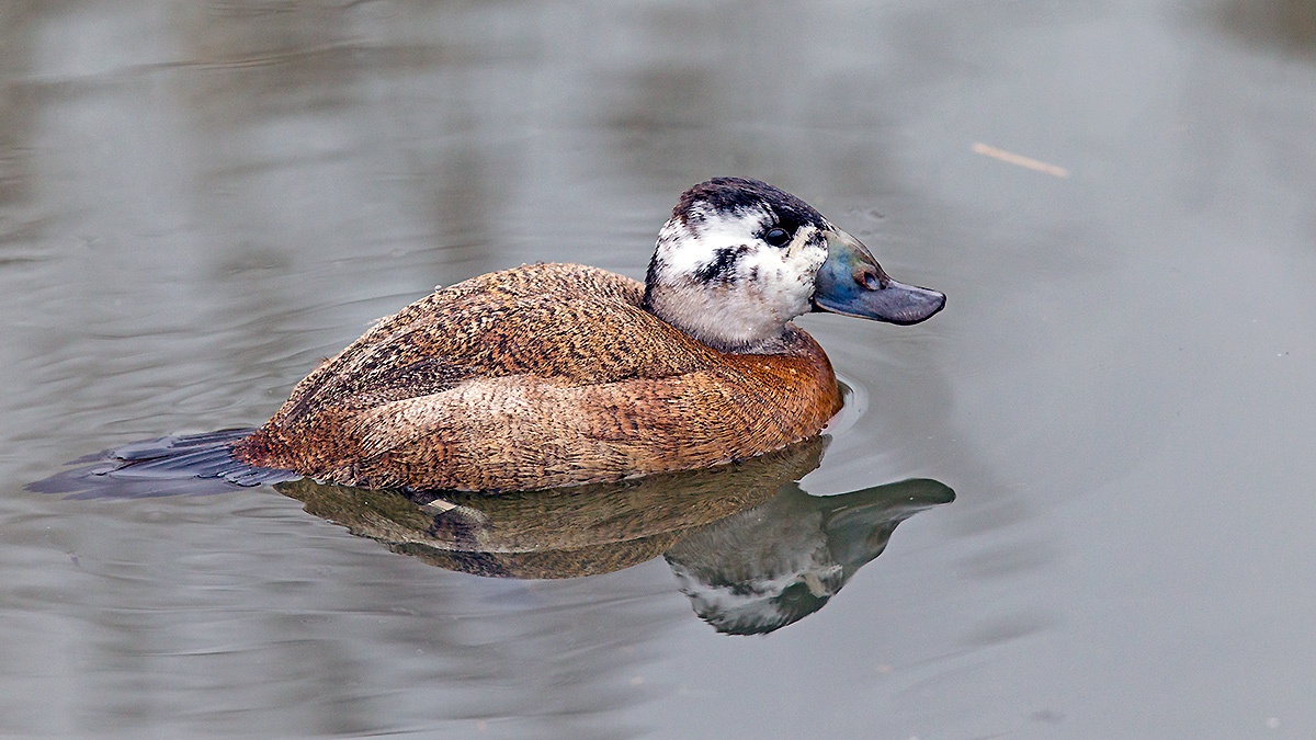 White-headed Duck [Oxyura leucocephala]