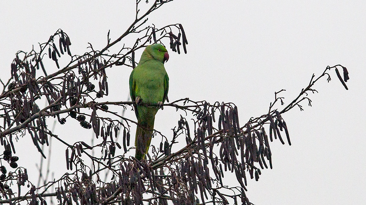 Rose-ringed Parakeet [Psittacula krameri manillensis]