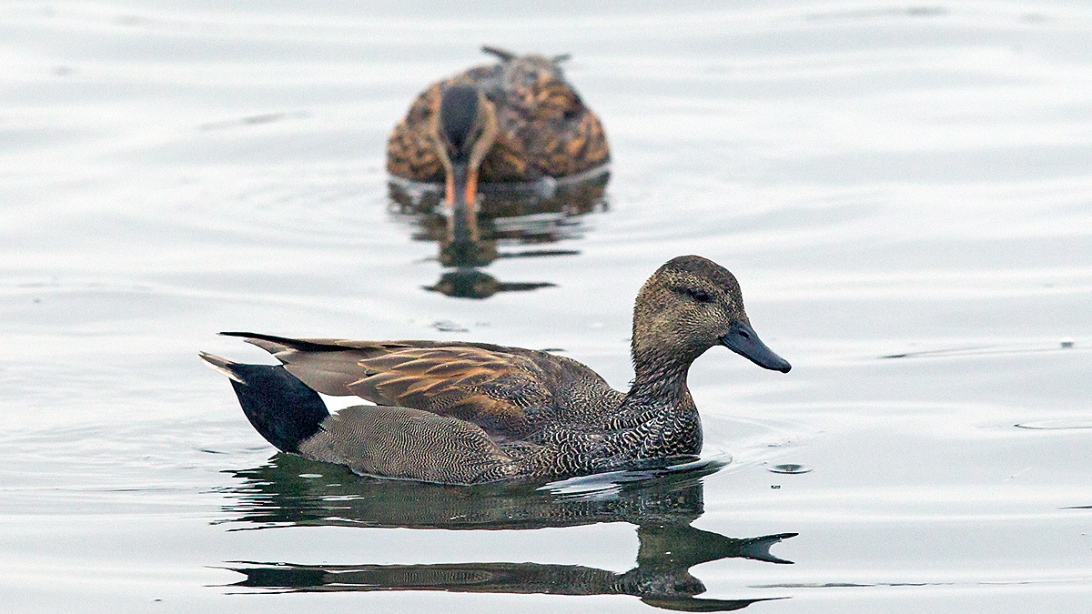 Gadwall [Mareca strepera]