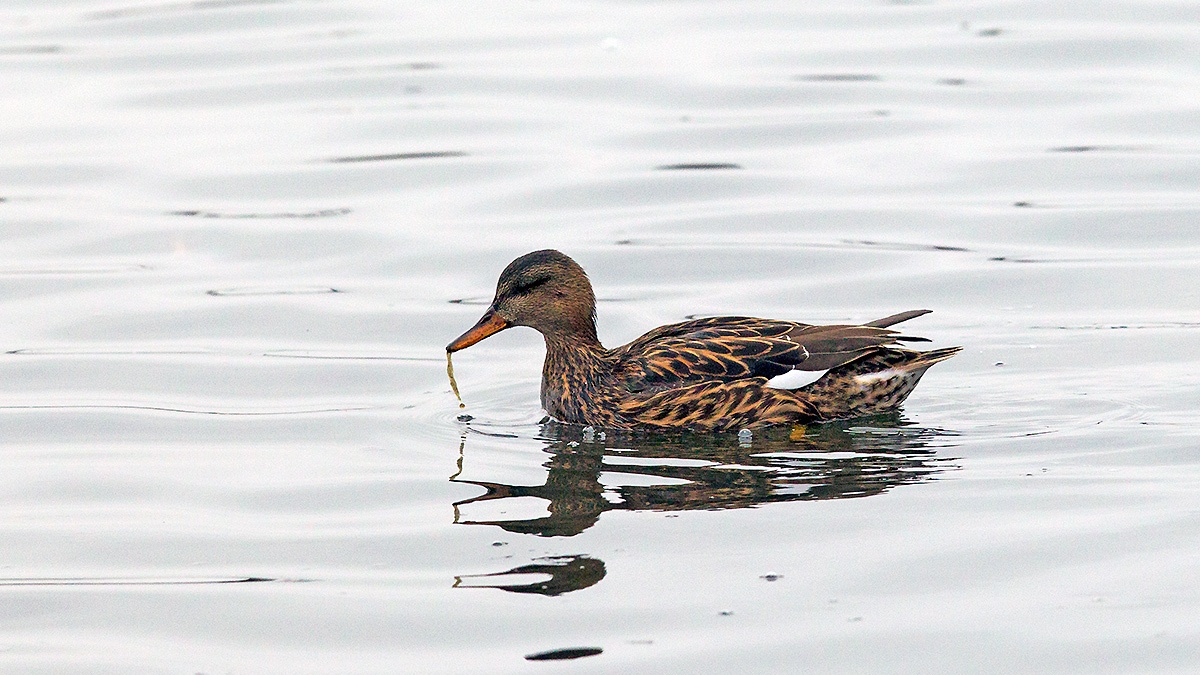 Gadwall [Mareca strepera]