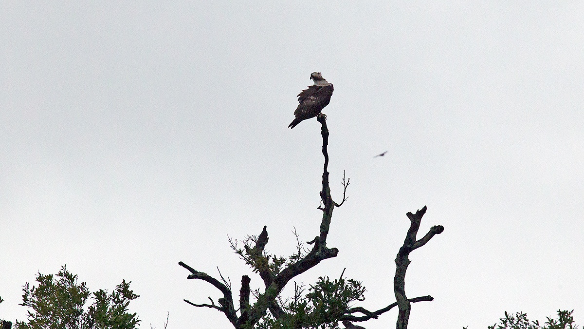 Osprey [Pandion haliaetus haliaetus]