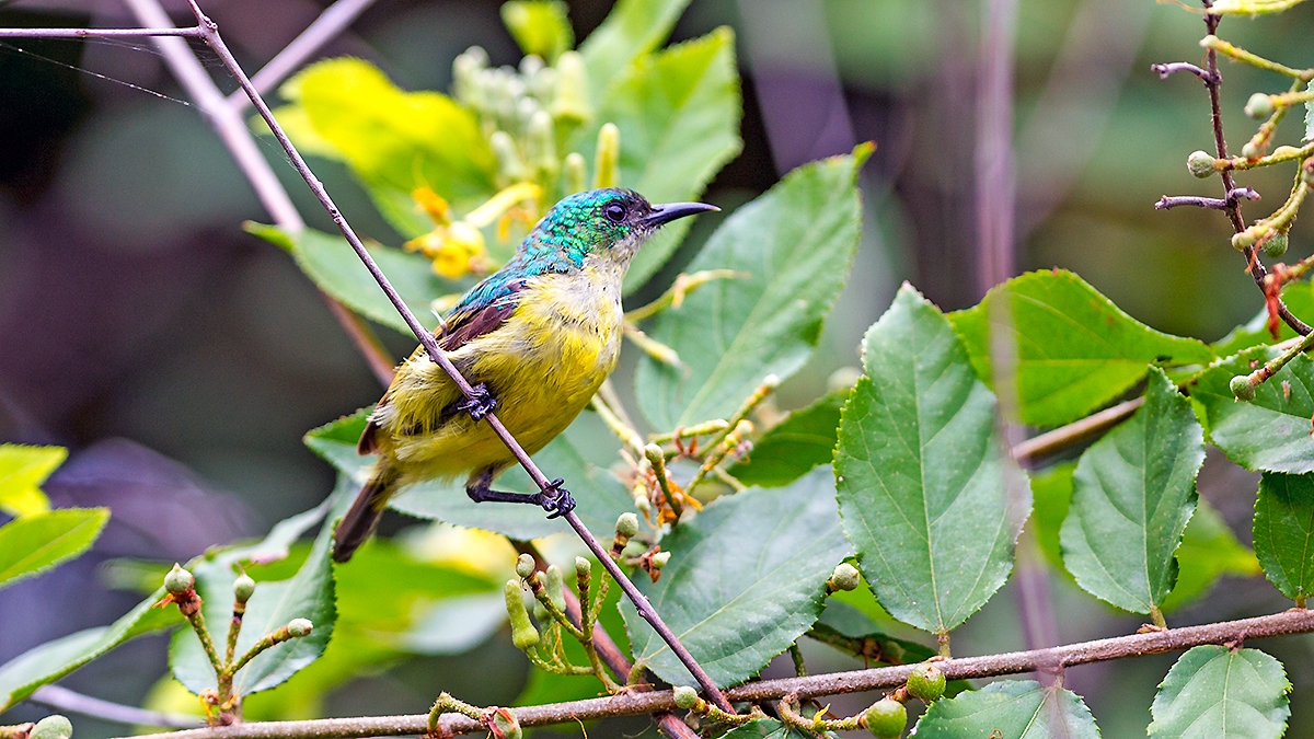 Collared Sunbird [Hedydipna collaris zuluensis]