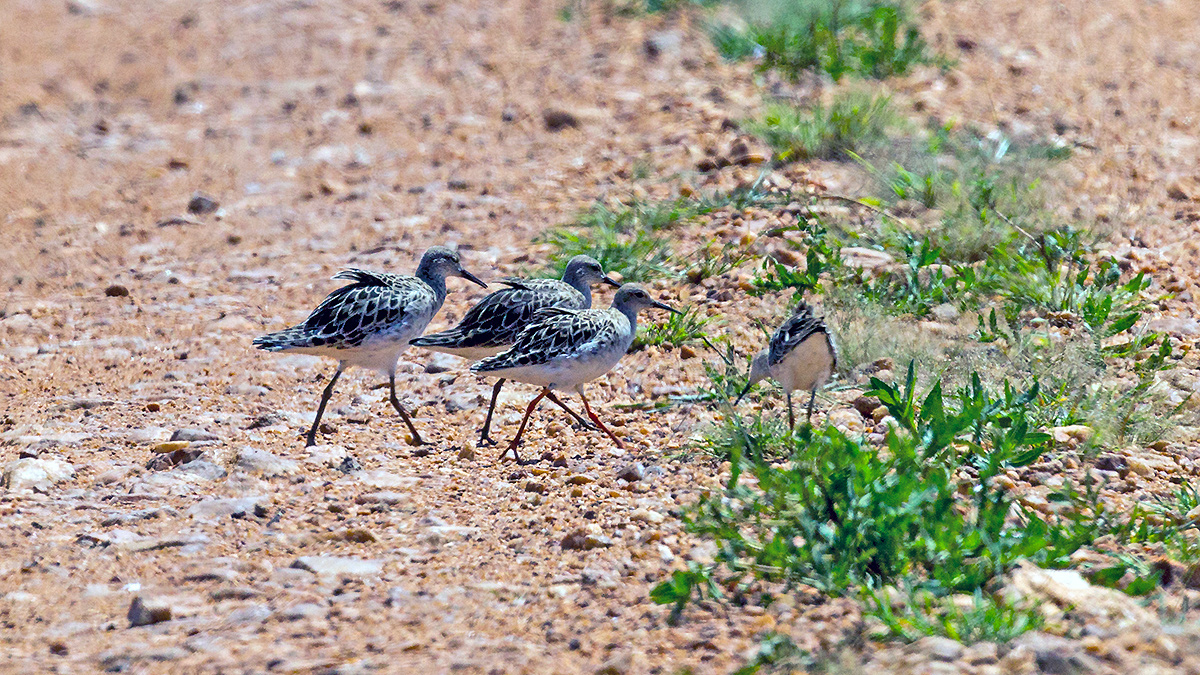 Ruff [Calidris pugnax]
