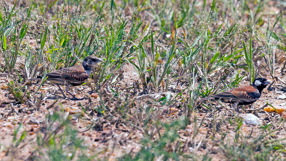 Chestnut-backed Sparrow-Lark [Eremopterix leucotis smithi]