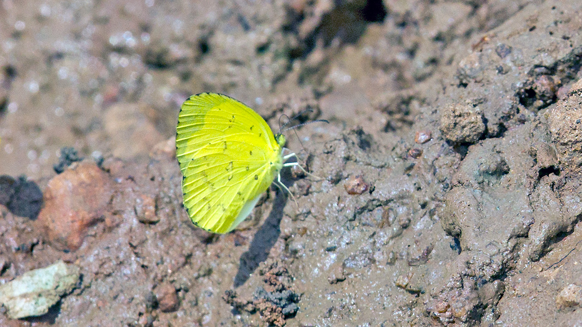 Common Grass Yellow [Eurema hecabe solifera]