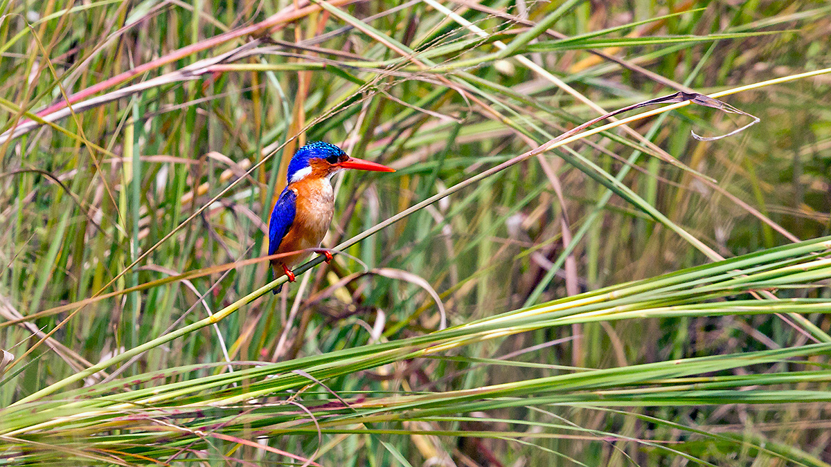 Malachite Kingfisher [Corythornis cristatus cristatus]