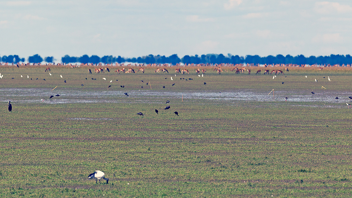 Plains of the Bangweulu Wetlands