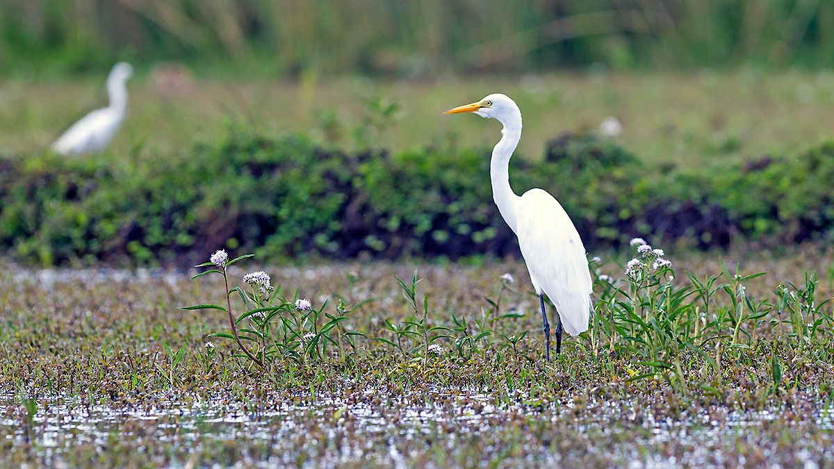 Great Egret [Ardea alba melanorhynchos]