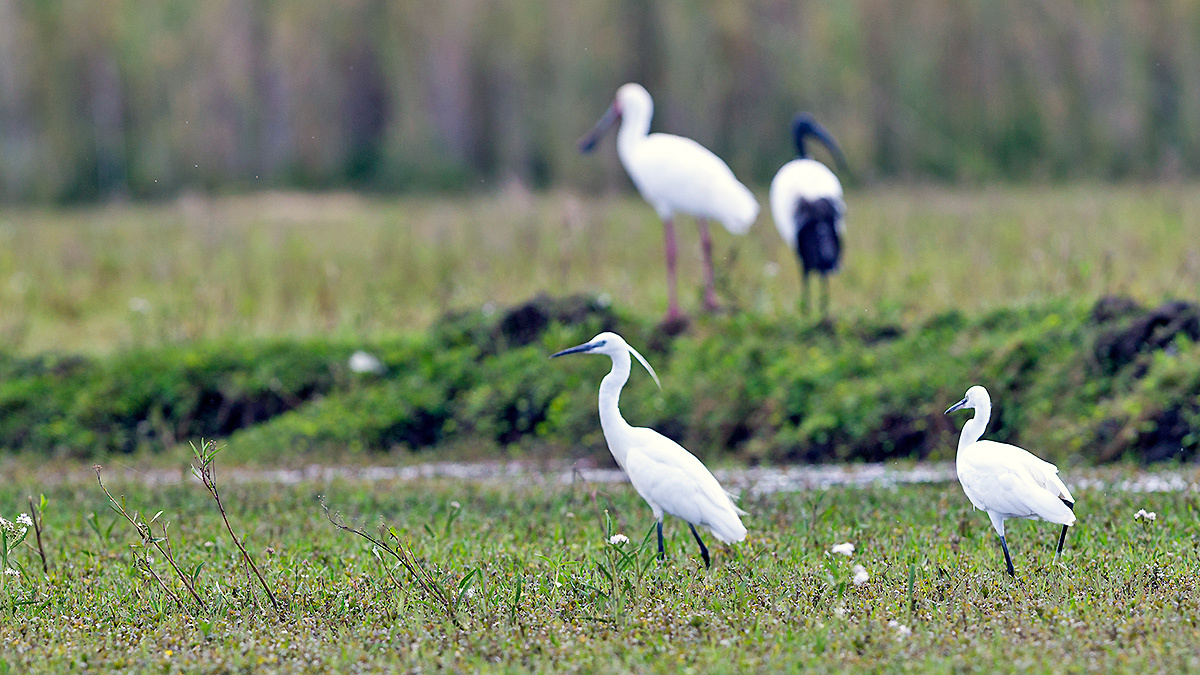 Little Egret [ Egretta garzetta garzetta]