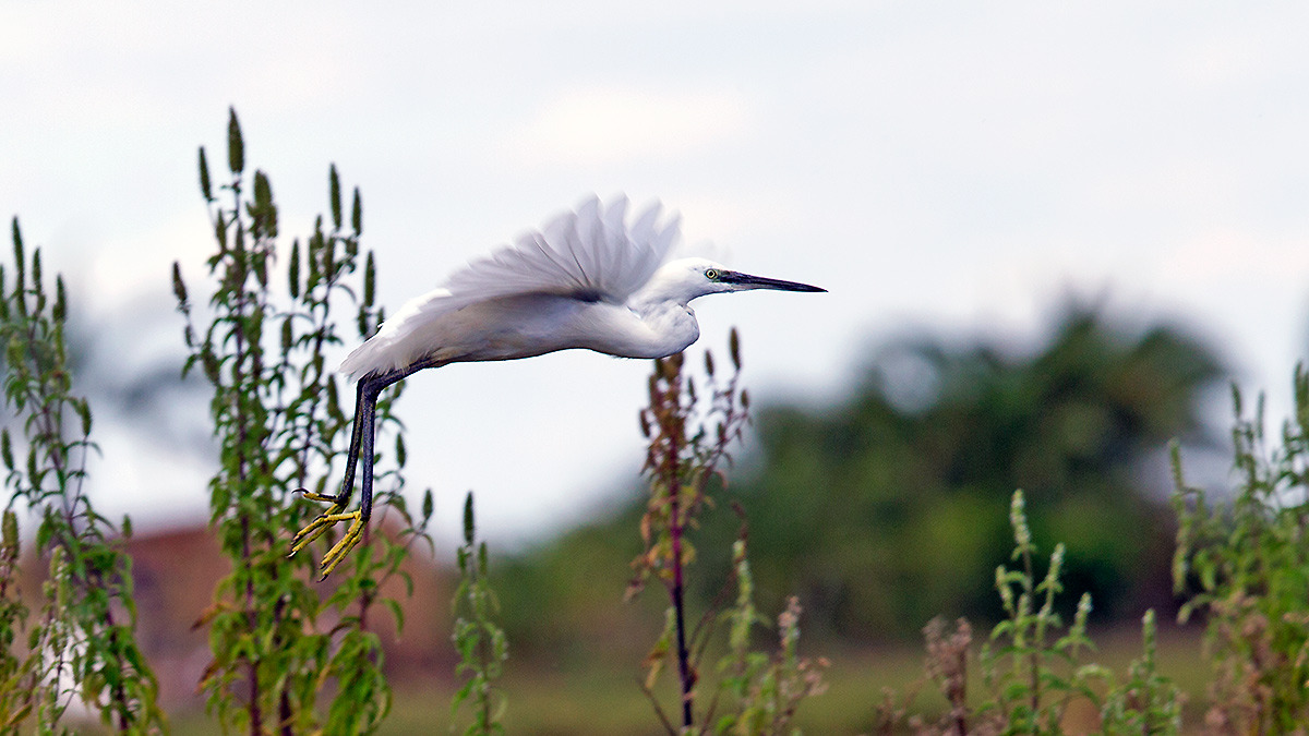 Little Egret [ Egretta garzetta garzetta]
