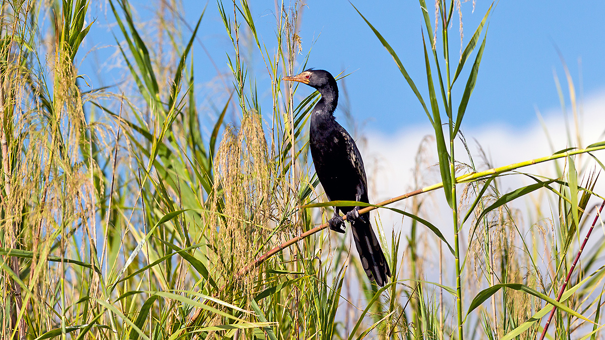 Reed Cormorant [Microcarbo africanus africanus]