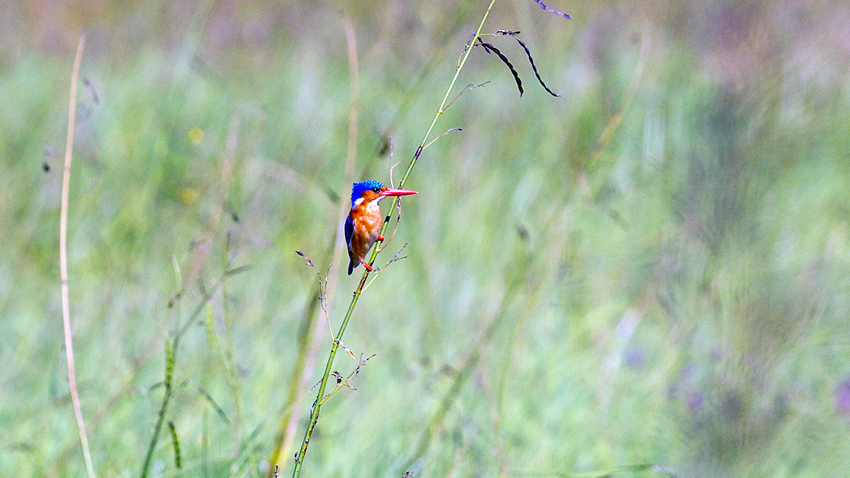 Malachite Kingfisher [Corythornis cristatus cristatus]