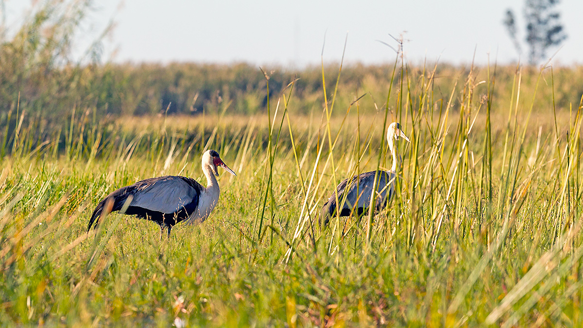 Wattled Crane [Grus carunculata]