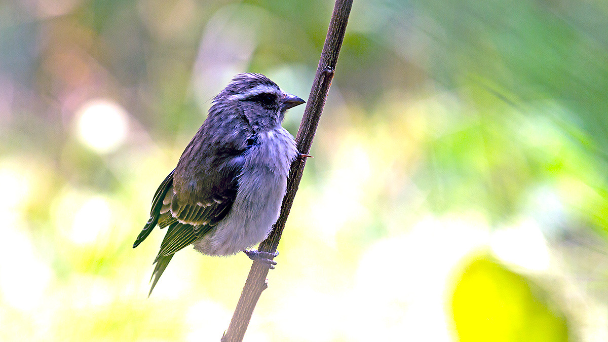 Reichard’s Seedeater [ Crithagra reichardi]