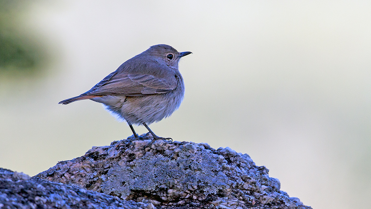 Familiar Chat [Oenanthe familiaris falkensteini]