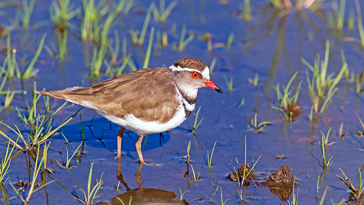 Three-banded Plover [Charadrius tricollaris tricollaris]