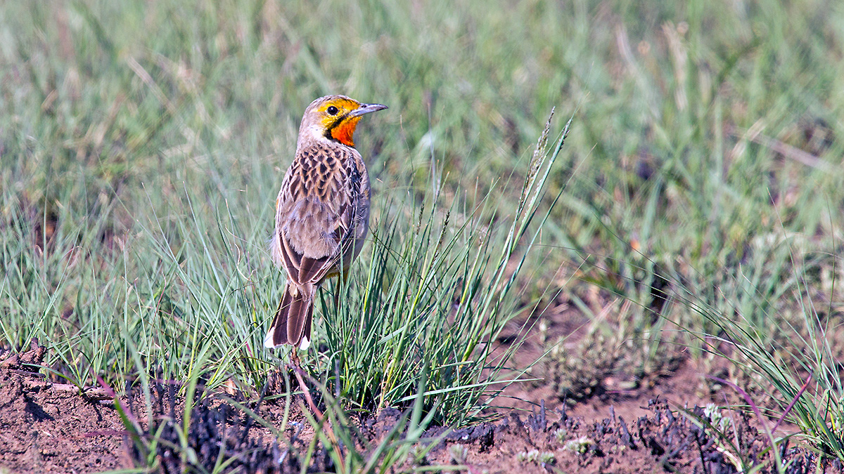 Cape Longclaw [Macronyx capensis colletti]