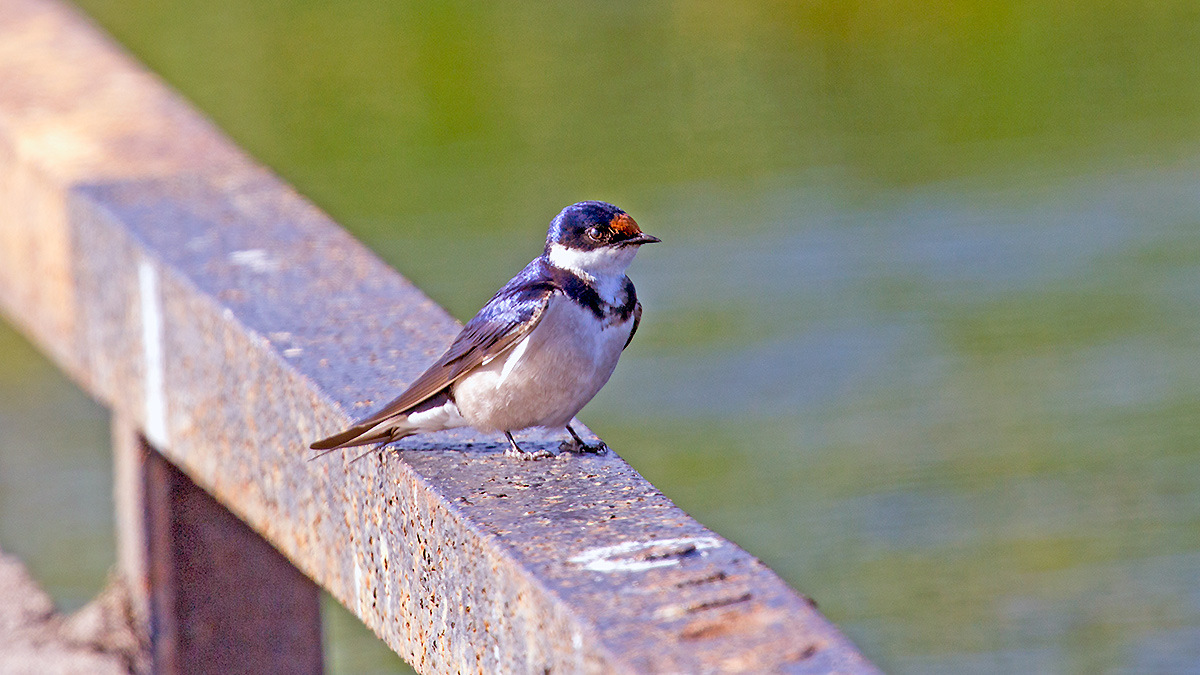 White-throated Swallow [Hirundo albigularis]