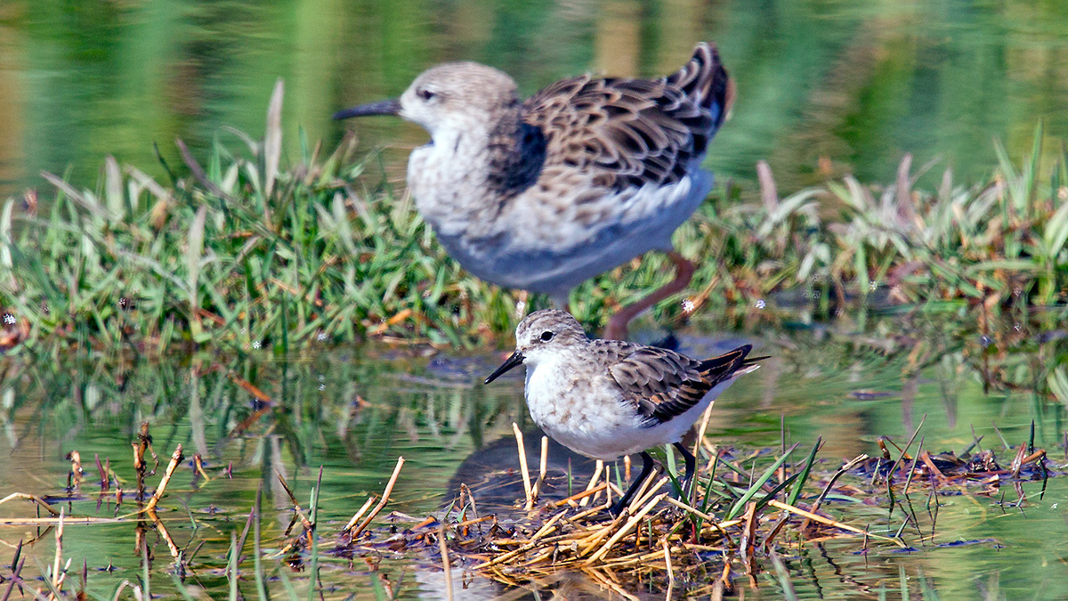 Little Stint [Calidris minuta]