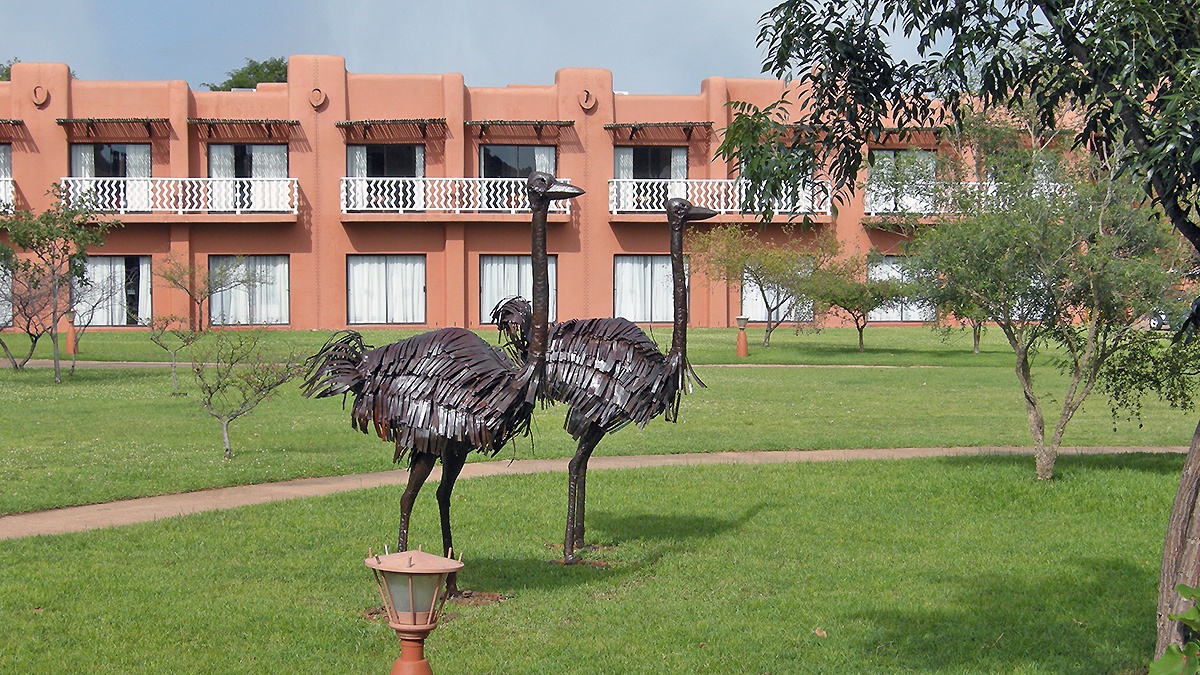Ostriches