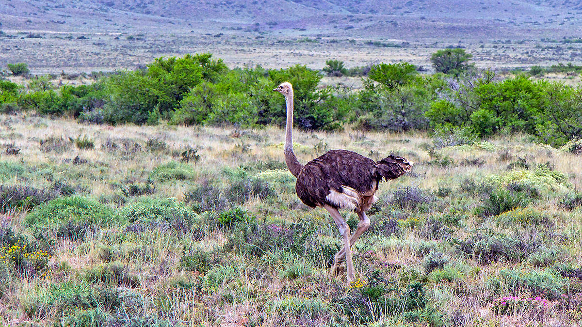 Common Ostrich [Struthio camelus australis]