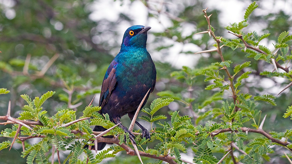 Greater Blue-eared Starling [Lamprotornis chalybaeus nordmanni]