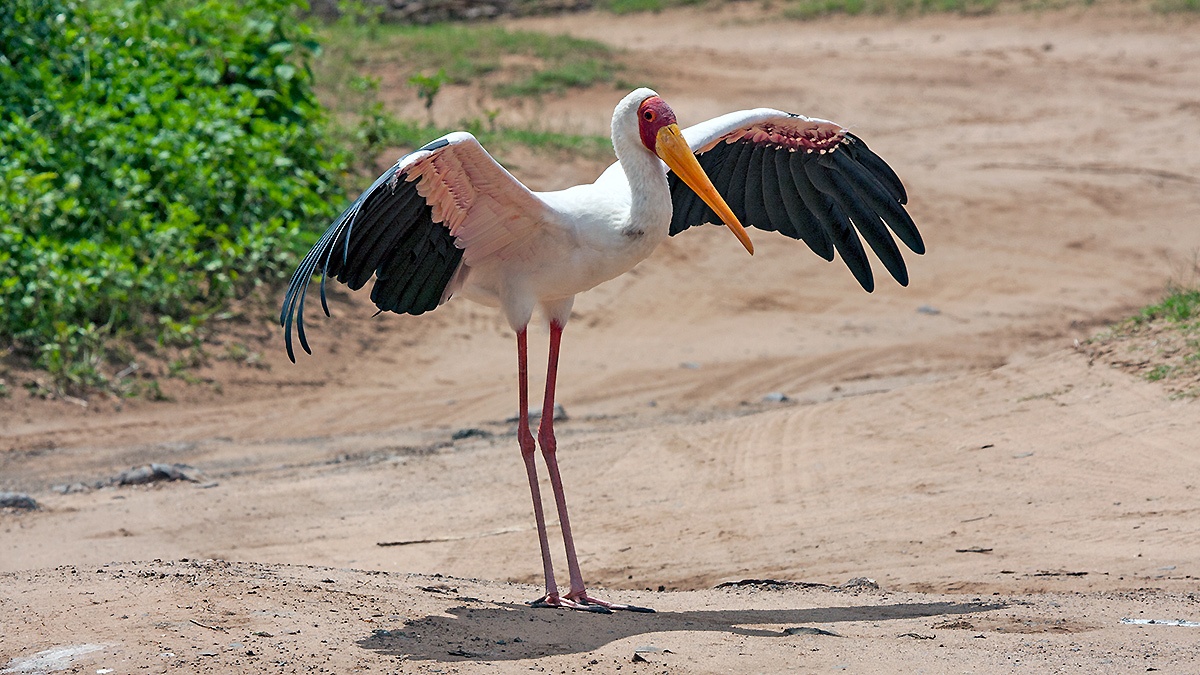 Yellow-billed Stork [Mycteria ibis]