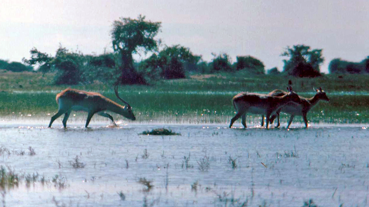 Red Lechwe [Kobus leche kafuensis]