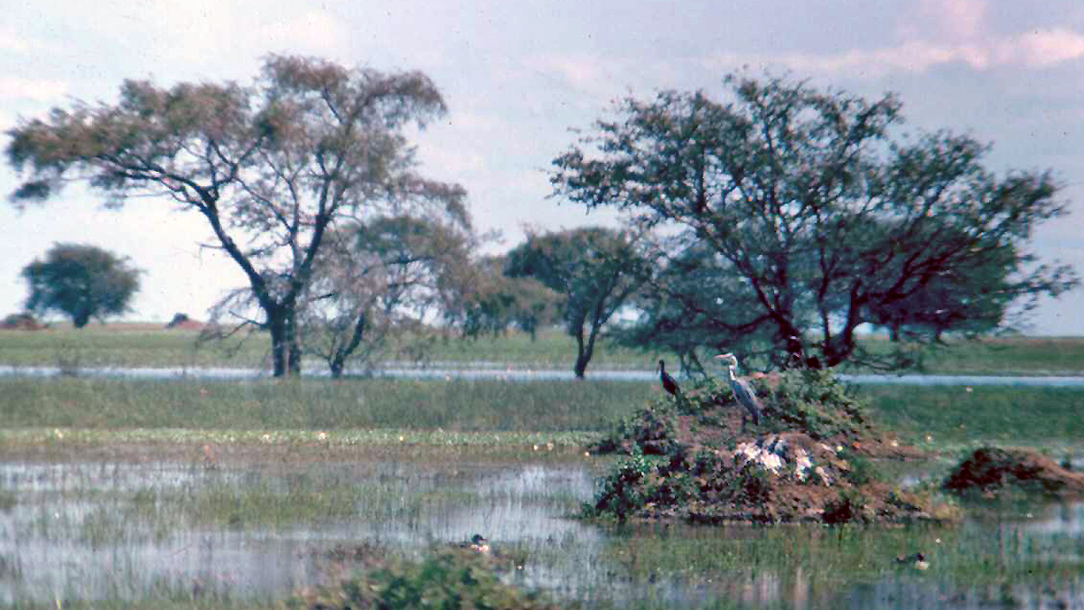 Seasonal flooding of grassland
