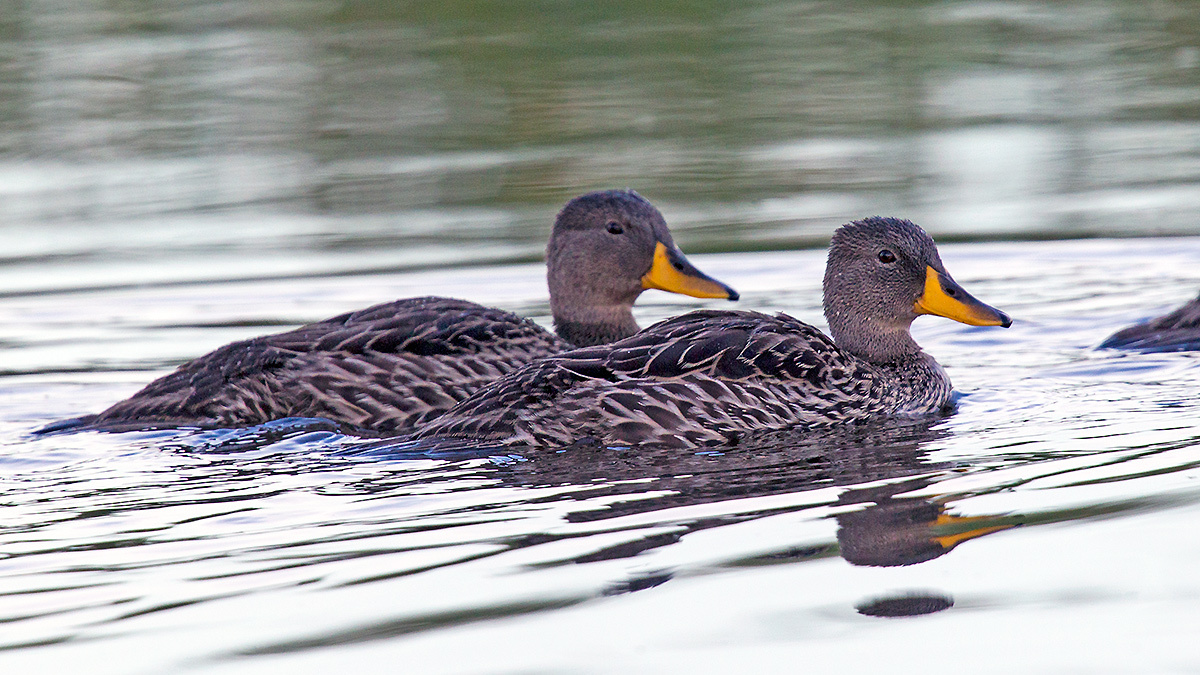 Yellow-billed Duck [Anas undulata undulata]