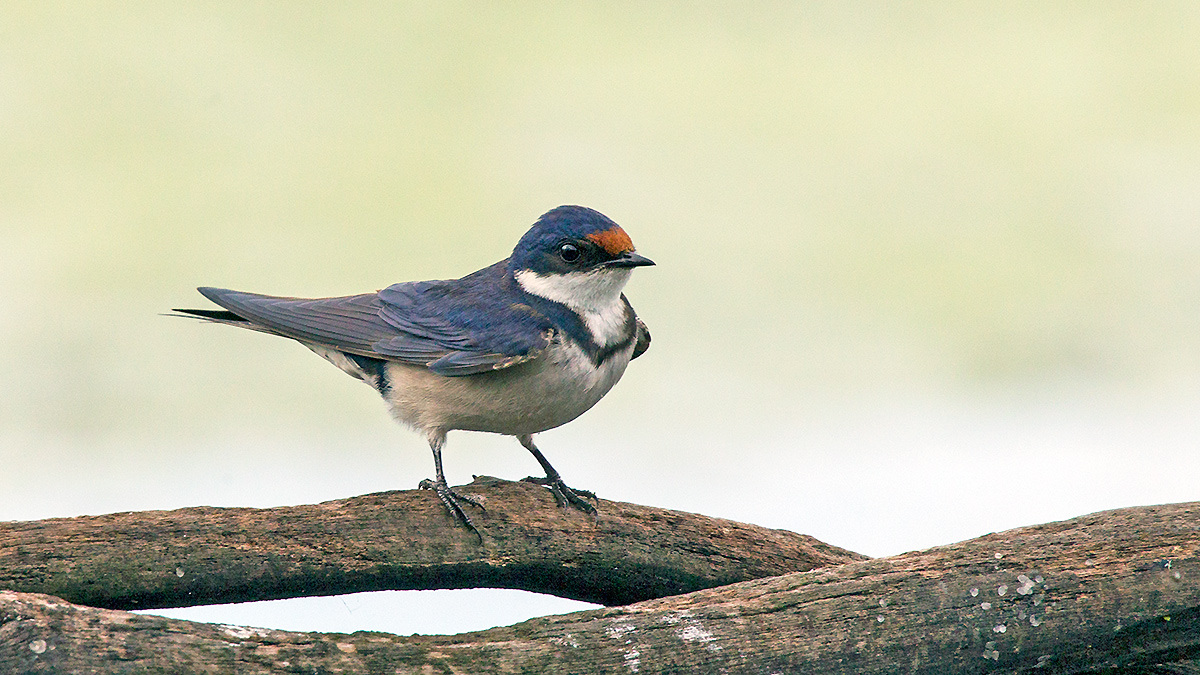 White-throated Swallow [Hirundo albigularis]