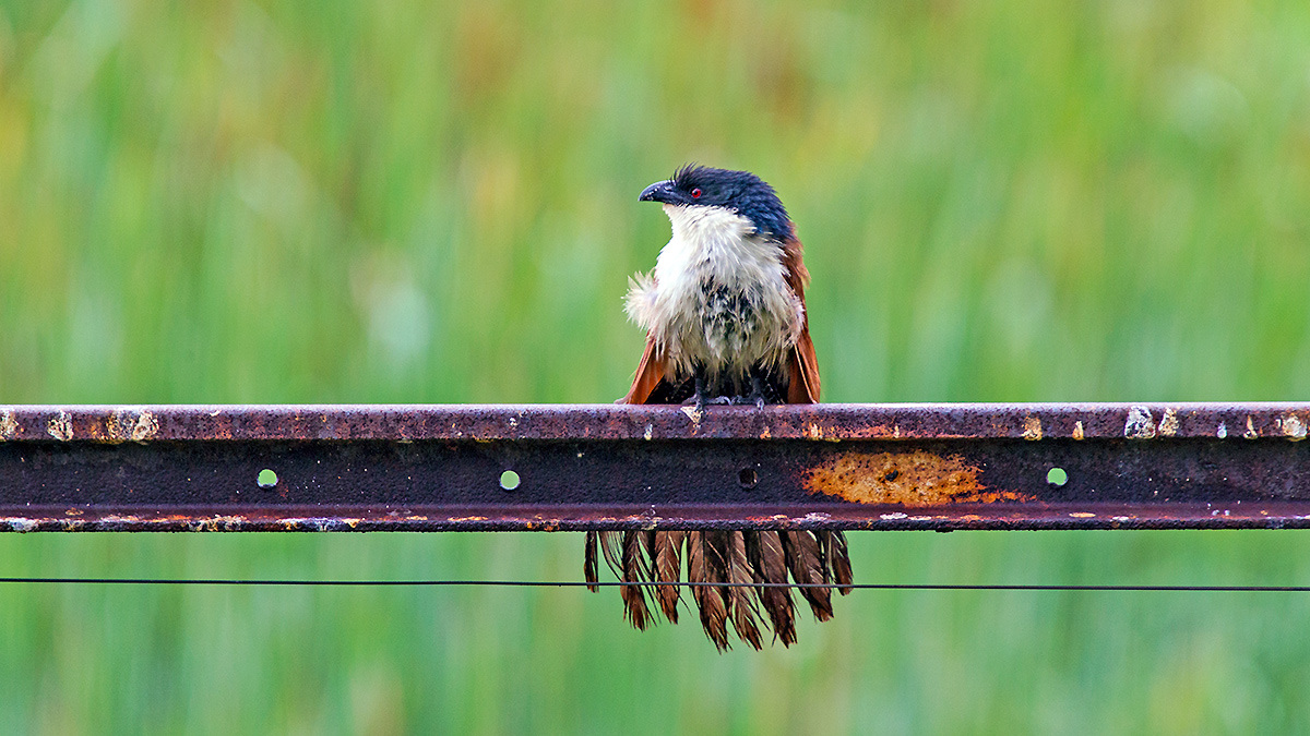 Burchell's Coucal [Centropus burchellii burchellii]