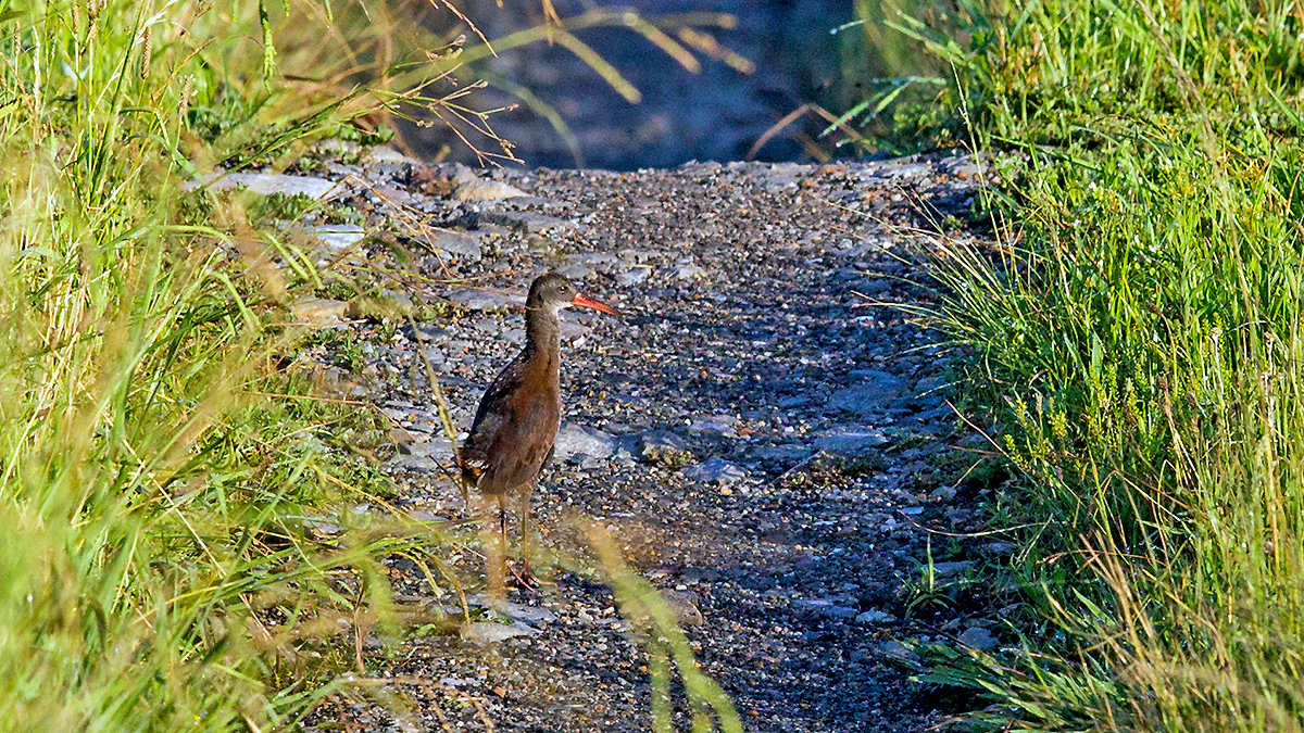 African Rail [Rallus caerulescens]