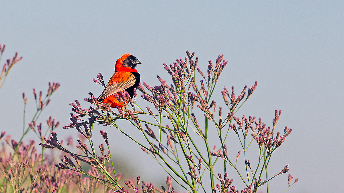 Southern Red Bishop [Euplectes orix]