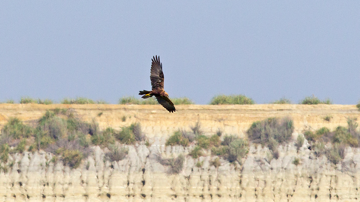 African Marsh Harrier [Circus ranivorus]