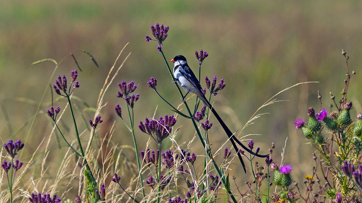 Pin-tailed Whydah [Vidua macroura]