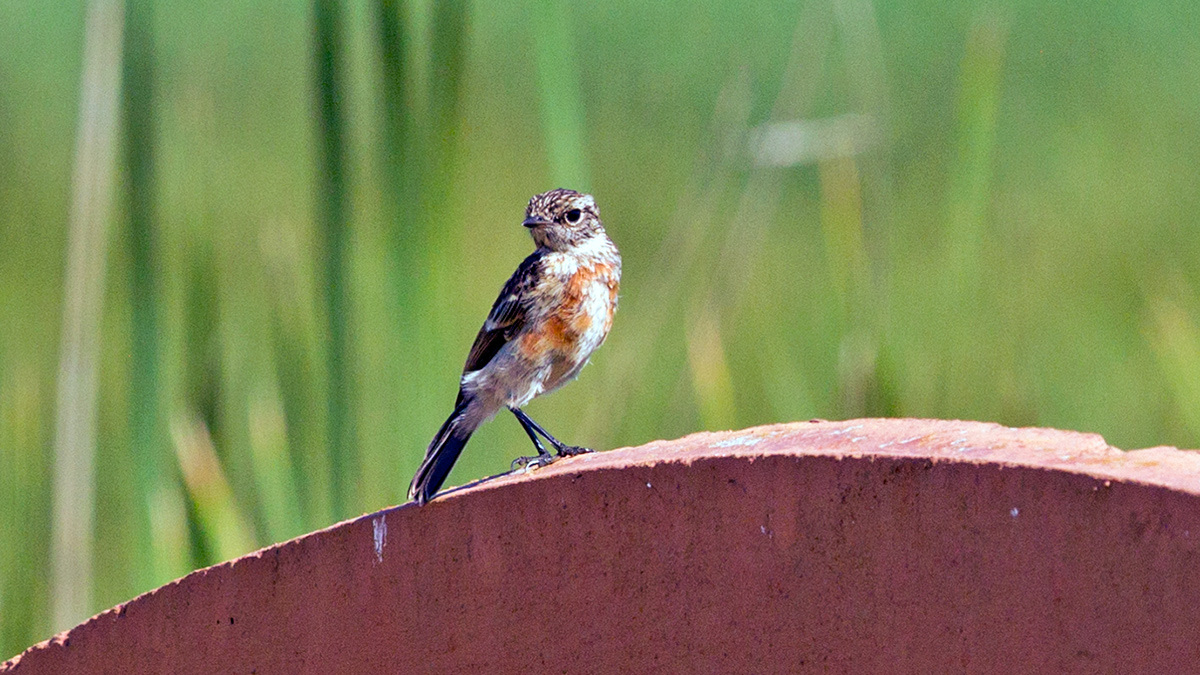 African Stonechat [Saxicola torquatus stonei]
