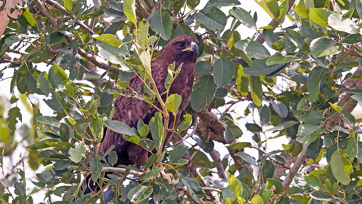 Wahlberg's Eagle [Hieraaetus wahlbergi]