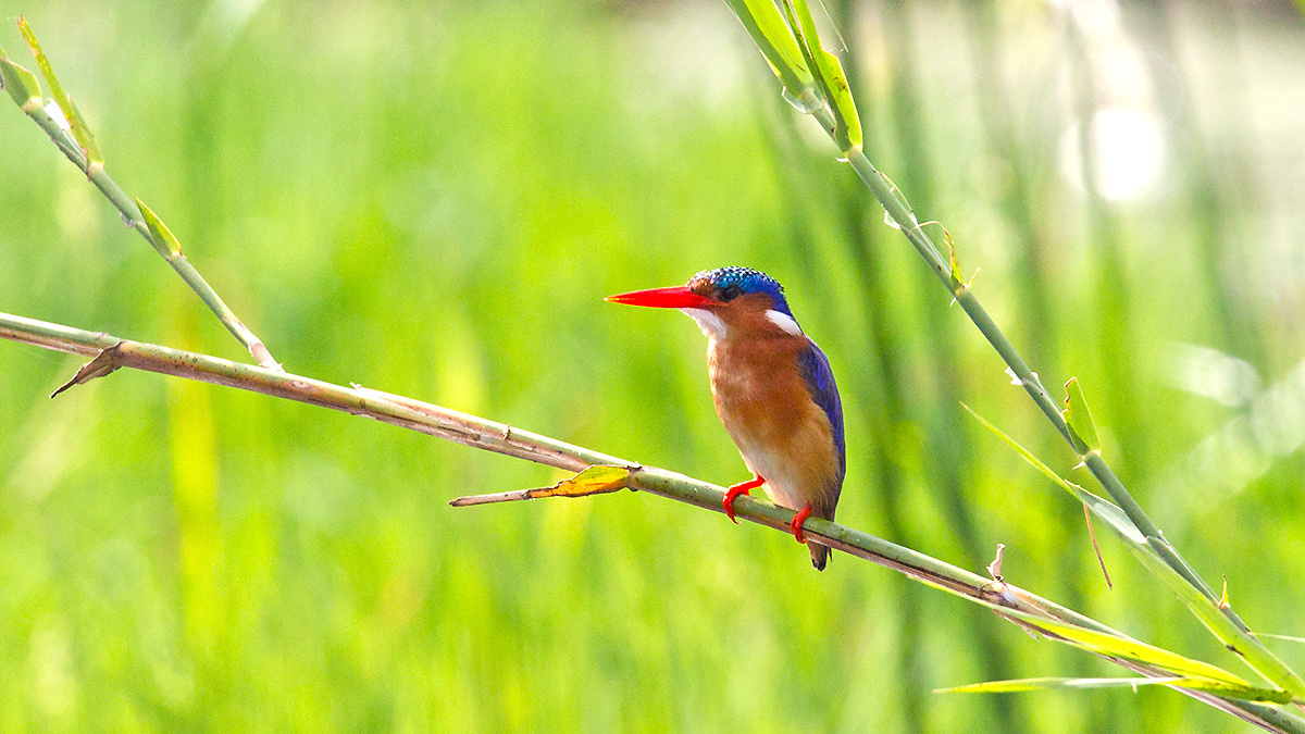 Malachite Kingfisher [Corythornis cristatus cristatus]