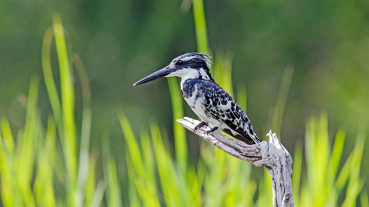 Pied Kingfisher [Ceryle rudis rudis]
