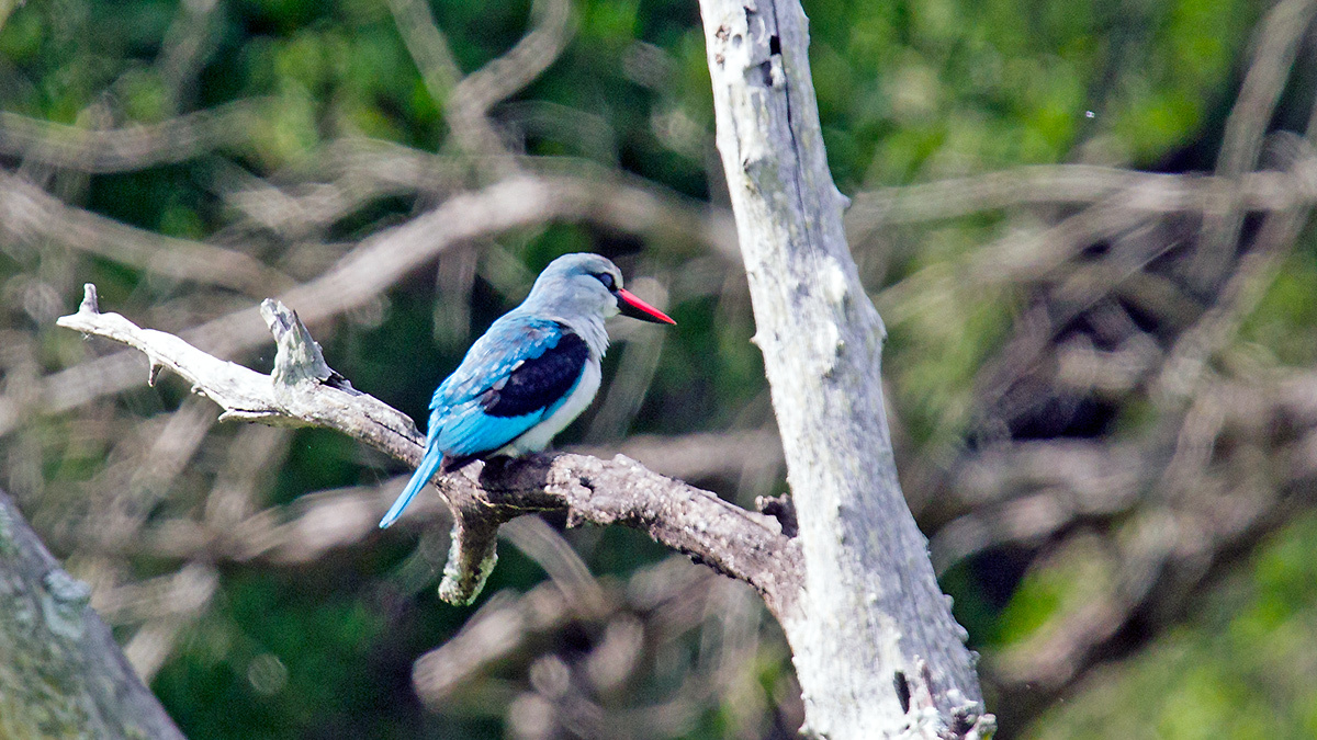 Woodland Kingfisher [Halcyon senegalensis cyanoleuca]
