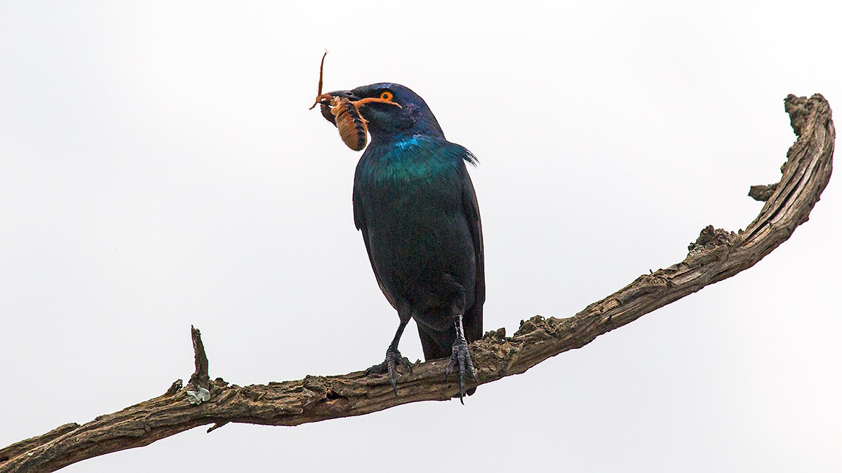 Cape Starling [Lamprotornis nitens]