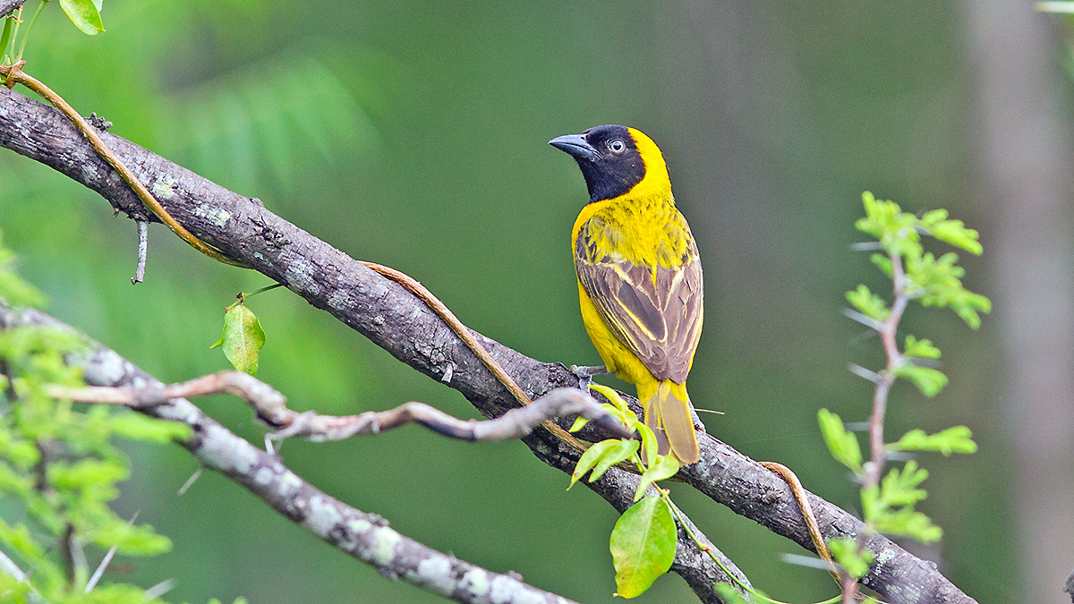 Lesser Masked Weaver [Ploceus intermedius cabanisii]