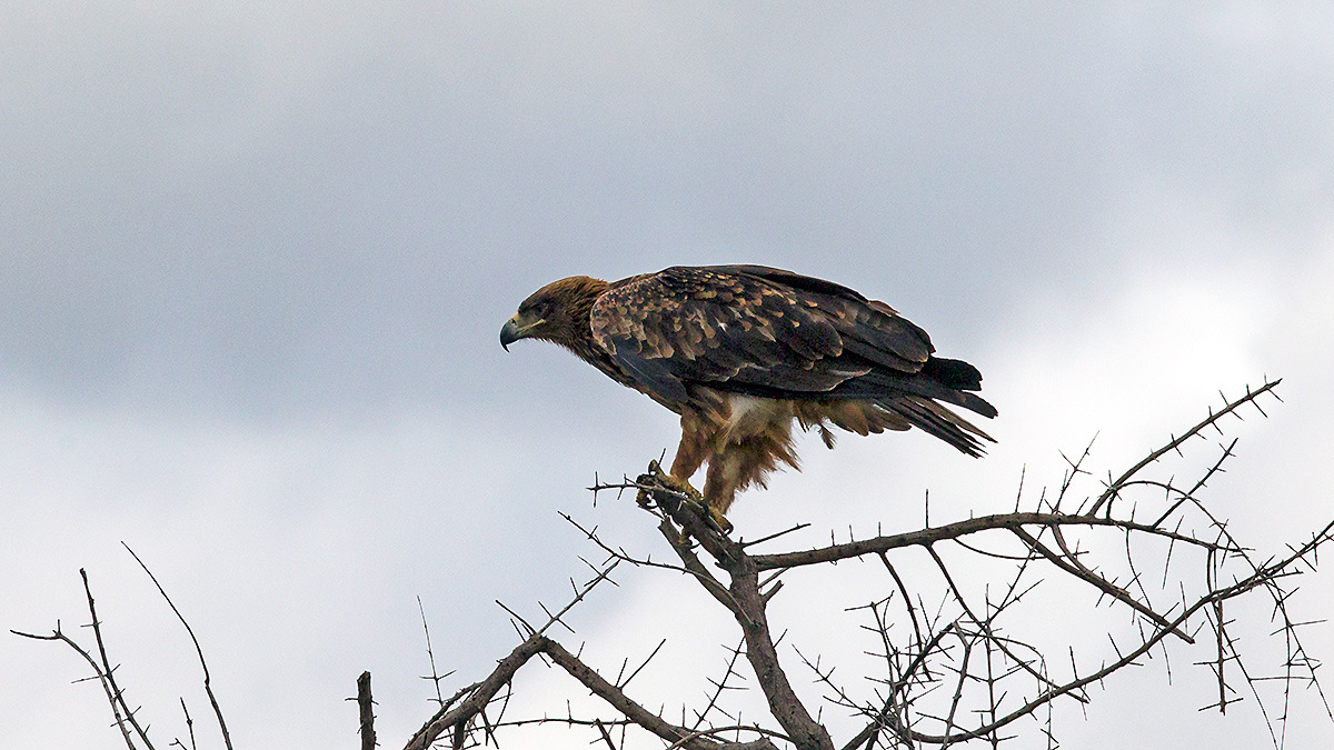 Tawny Eagle [Aquila rapax rapax]