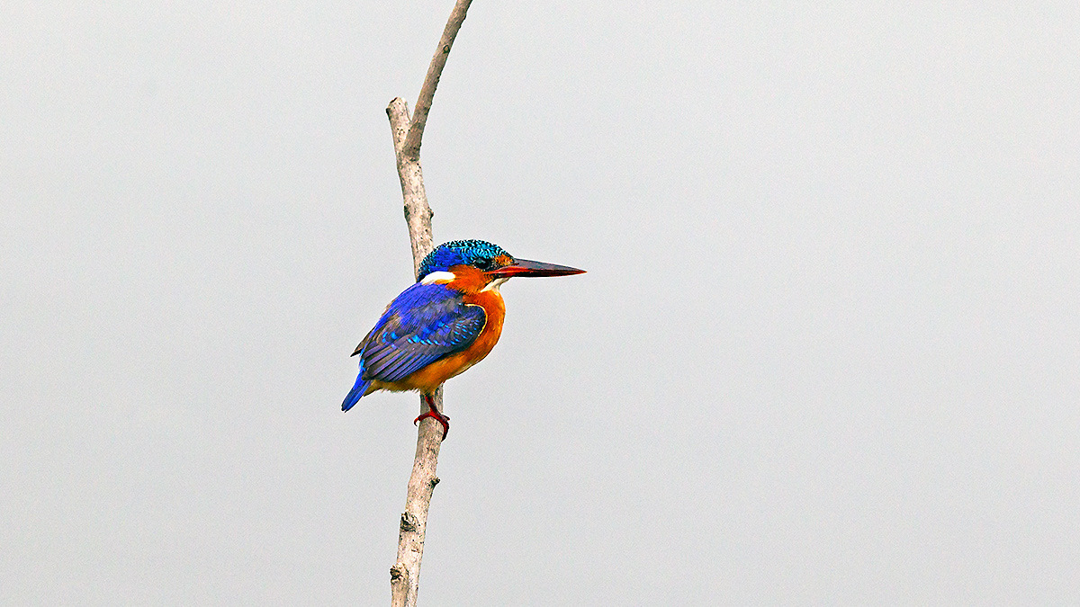 Malachite Kingfisher [Corythornis cristatus cristatus]