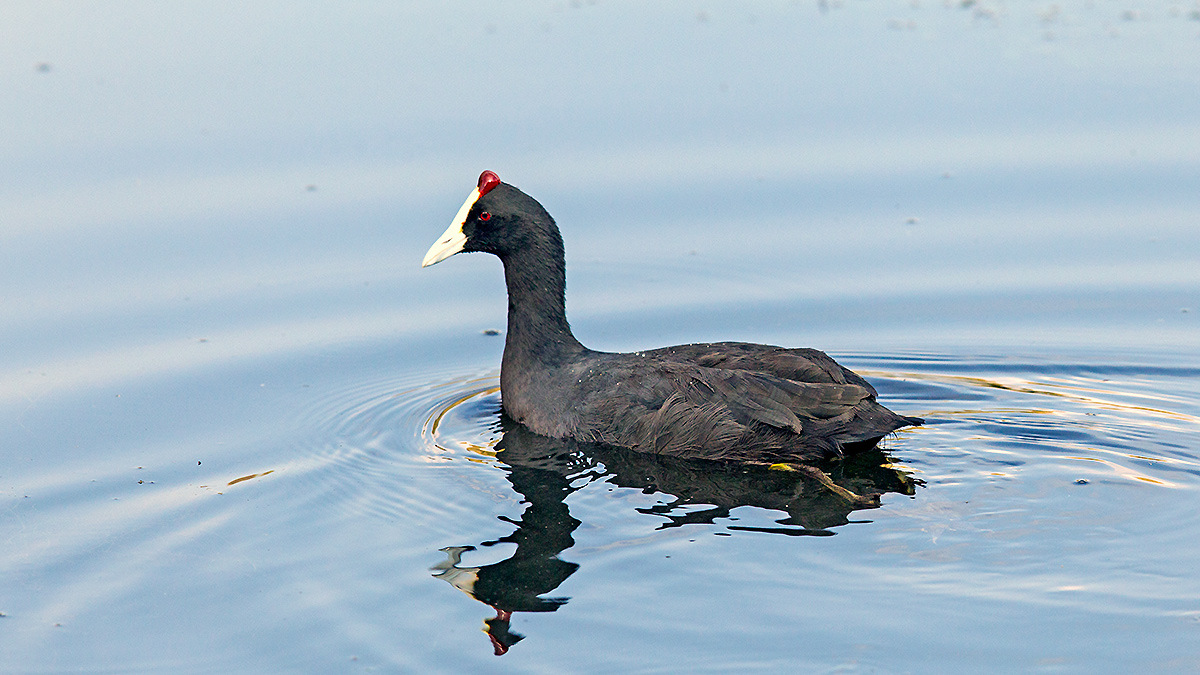 Red-knobbed Coot [Fulica cristata]