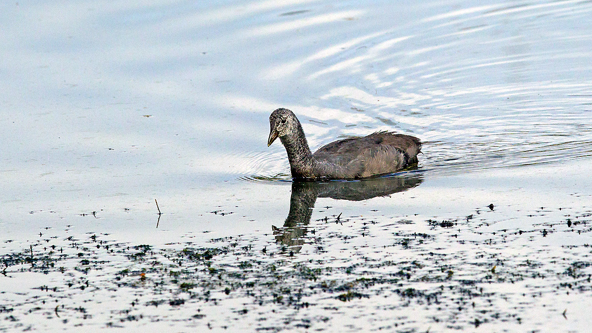 Red-knobbed Coot [Fulica cristata]