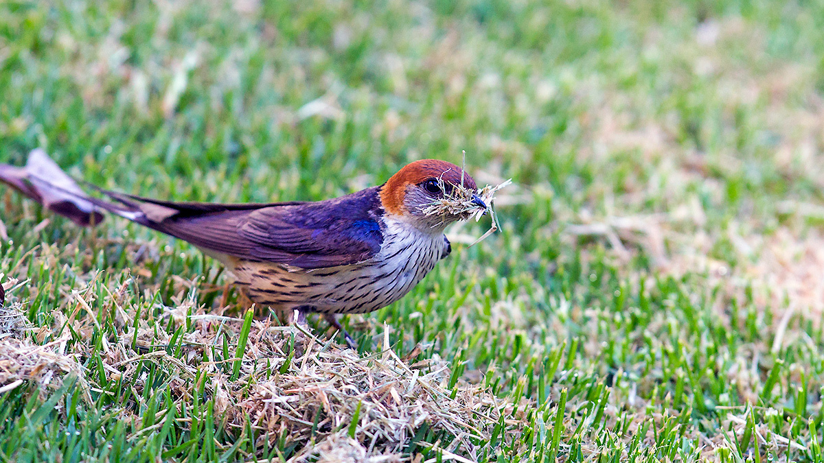 Greater Striped Swallow [Cecropis cucullata]